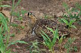 Black-faced Sandgrouseborder=